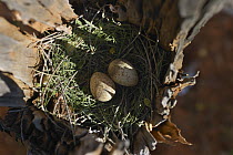 White-browed Woodswallow (Artamus superciliosus) eggs in nest built in hollow stump, Bourke, New South Wales, Australia