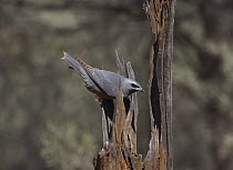 White-browed Woodswallow (Artamus superciliosus) female at nest in hollow stump, Bourke, New South Wales, Australia