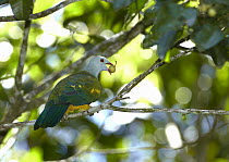 Wompoo Fruit-Dove (Ptilinopus magnificus) eating fruit, Malanda, Queensland, Australia