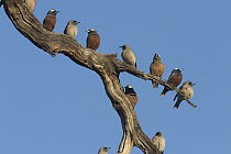 White-browed Woodswallow (Artamus superciliosus) and Masked Woodswallow (Artamus personatus) groups gather in dead tree, Bourke, New South Wales, Australia