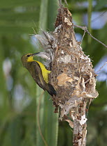 Olive-backed Sunbird (Cinnyris jugularis) female building nest, Townsville, Queensland, Australia