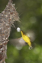 Olive-backed Sunbird (Cinnyris jugularis) female flying with nest building material, Townsville, Queensland, Australia