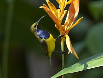 Olive-backed Sunbird (Cinnyris jugularis) male feeding on nectar, Townsville, Queensland, Australia
