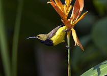 Olive-backed Sunbird (Cinnyris jugularis) male perched on flower, Townsville, Queensland, Australia