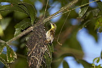 Yellow-throated Scrubwren (Sericornis citreogularis) female building nest, Malanda, Queensland, Australia