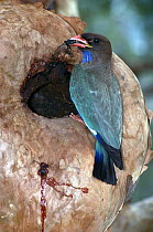 Dollarbird (Eurystomus orientalis) carrying insect prey into its nesting hollow, Mirrabooka, New South Wales, Australia