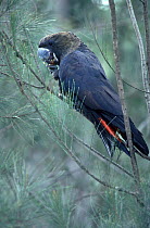 Glossy Black-Cockatoo (Calyptorhynchus lathami) male feeding on seeds, Mirrabooka, New South Wales, Australia