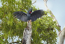 Palm Cockatoo (Probosciger aterrimus) male displaying on its nest, Iron Range, Cape York Peninsula, Australia