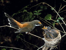 Rufous Fantail (Rhipidura rufifrons) feeding chicks in nest, Cooranbong, New South Wales, Australia