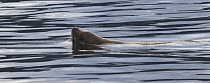 Harbor Seal (Phoca vitulina) swimming near Juneau, Alaska