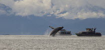 Humpback Whale (Megaptera novaeangliae) breaching in front of whale watching boats, Juneau, Alaska