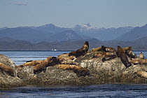 Steller's Sea Lion (Eumetopias jubatus) group hauled out on rocks, Queen Charlotte Sound, Canada