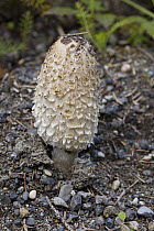 Shaggy Ink Cap (Coprinus comatus) edible fungus, Glacier Bay National Park, Alaska