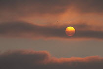Tufted Puffin (Fratercula cirrhata) pair flying in front of low sun and fog, Oregon