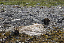 Grizzly Bear (Ursus arctos horribilis) pair near whale carcass, Glacier Bay National Park, Alaska