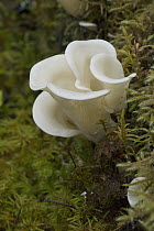 Angel Wings (Pleurocybella porrigens) fungus, Glacier Bay National Park, Alaska