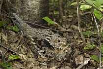 Ruffed Grouse (Bonasa umbellus) female camouflaged on ground nest, Ontario, Canada