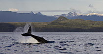 Humpback Whale (Megaptera novaeangliae) tail lobbing near Point Adolphus, Alaska