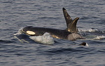 Orca (Orcinus orca) pod surfacing off San Juan Island, Washington