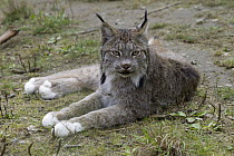 Canada Lynx (Lynx canadensis) reclining showng typically large feet, Haines, Alaska