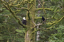 Bald Eagle (Haliaeetus leucocephalus) and Raven (Corvus corax) in rainforest tree, Tongass National Forest, Ketchikan, Alaska