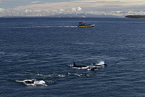 Orca (Orcinus orca) pod and whale watching boats near East Cape of Saturna Island, Gulf Islands National Park Reserve, Canada