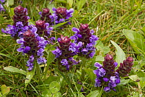 Common Self Heal (Prunella vulgaris) flowers, Prince Rupert, Canada