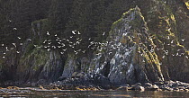 Glaucous-winged Gull (Larus glaucescens) flock flying near cliffs of Popof Island, Kodiak, Alaska