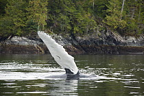 Humpback Whale (Megaptera novaeangliae) flipper near Borde Island, Canada