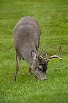 Sitka Deer (Odocoileus hemionus sitkensis) buck grazing near Prince Rupert, British Columbia, Canada
