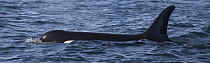 Orca (Orcinus orca) surfacing showing dorsal fin in Queen Charlotte Sound, Canada