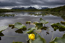 European Yellow Pondlily (Nuphar lutea) on pond with overcast sky, Katmai National Park, Alaska