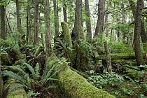 Inteiror of old-growth temperate rainforest, Vancouver Island near Cape Scott, Cape Scott Provincial Park, Canada