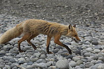 Red Fox (Vulpes vulpes) with rodent prey in mouth, Katmai National Park, Alaska