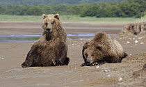 Grizzly Bear (Ursus arctos horribilis) juveniles on mud flats, Katmai National Park, Alaska