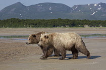 Grizzly Bear (Ursus arctos horribilis) juveniles on mud flats, Katmai National Park, Alaska
