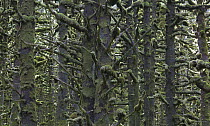 Sitka Spruce (Picea sitchensis) tree trunks covered in moss, Kodiak, Alaska