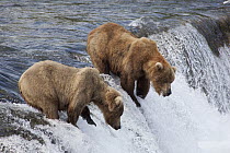 Grizzly Bear (Ursus arctos horribilis) males waiting for salmon at Brooks Falls, Katmai National Park, Alaska