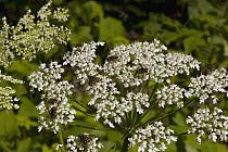 Hoverfly (Syrphidae) on Cow Parsnip (Heracleum maximum) blossoms, Haida Gwaii, Canada