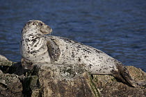 Harbor Seal (Phoca vitulina) on rock in Howe Sound, Canada