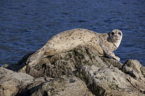 Harbor Seal (Phoca vitulina) on rock, Howe Sound, Canada