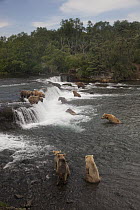 Grizzly Bear (Ursus arctos horribilis) female with cubs watching large males attempting to catch salmon at Brooks Falls, Katmai National Park, Alaska