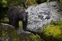 Black Bear (Ursus americanus) along Anan Creek, Tongass National Forest, Alaska