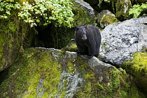 Black Bear (Ursus americanus) cub along Anan Creek, Tongass National Forest, Alaska