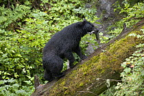 carryBlack Bear (Ursus americanus) female with Pink Salmon (Oncorhynchus gorbuscha) prey, Anan Creek, Tongass National Forest, Alaska