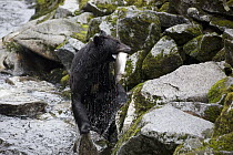 Black Bear (Ursus americanus) female with Pink Salmon (Oncorhynchus gorbuscha) prey, Anan Creek, Tongass National Forest, Alaska