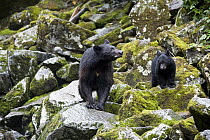 Black Bear (Ursus americanus) female with cub along Anan Creek, Tongass National Forest, Alaska