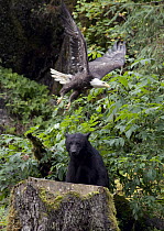 Black Bear (Ursus americanus) with Bald Eagle (Haliaeetus leucocephalus) along Anan Creek, Tongass National Forest, Alaska