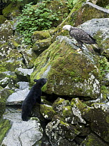 Black Bear (Ursus americanus) looking at Bald Eagle (Haliaeetus leucocephalus) along Anan Creek, Tongass National Forest, Alaska