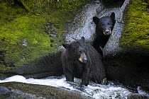 Black Bear (Ursus americanus) pair fishing along Anan Creek, Tongass National Forest, Alaska